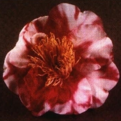 Josephine Caruso American Camellia Society